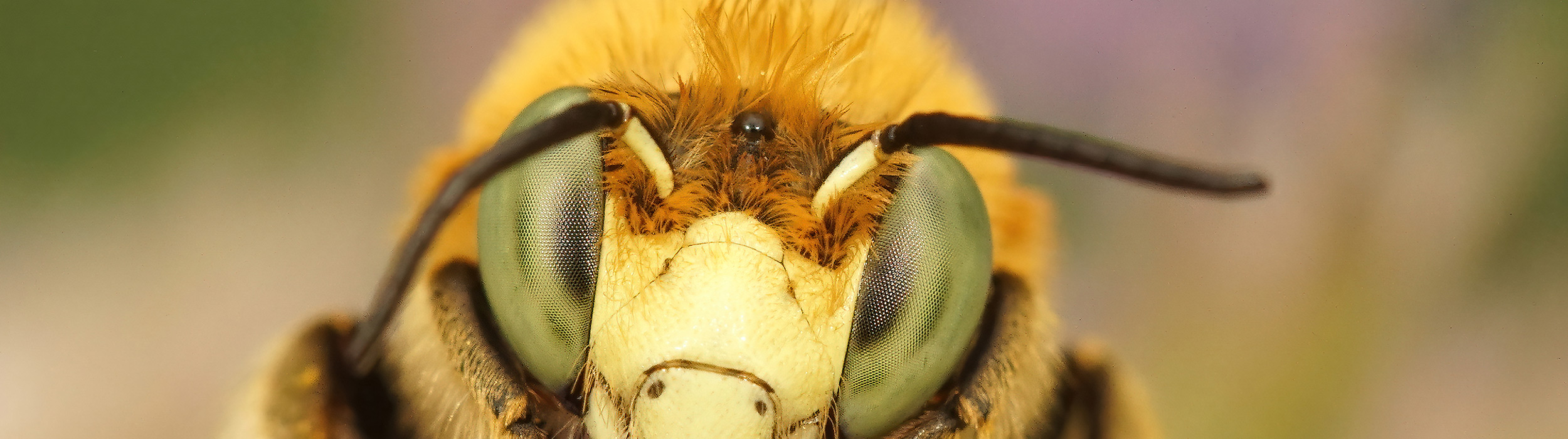 a close up of a bee's face