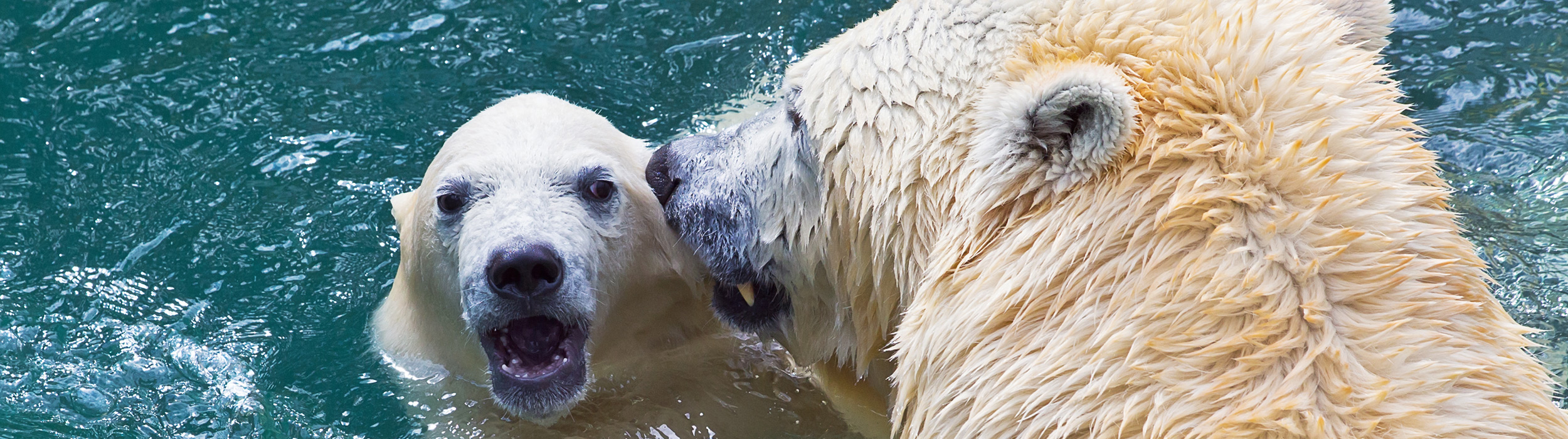 a polar bears in water