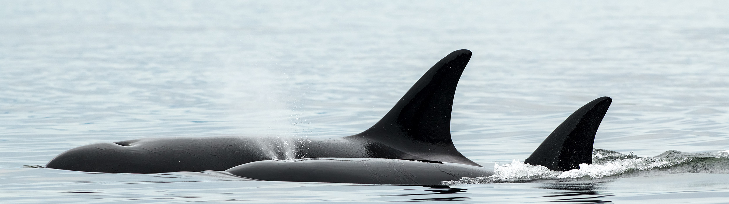 a whale fin in the water