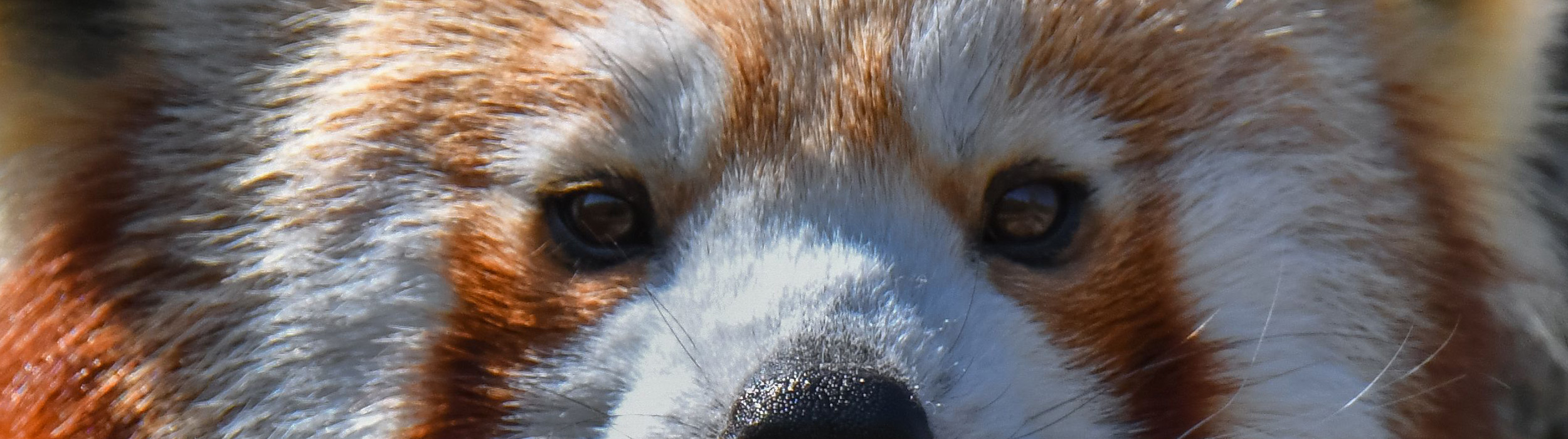 close up of a dog's face