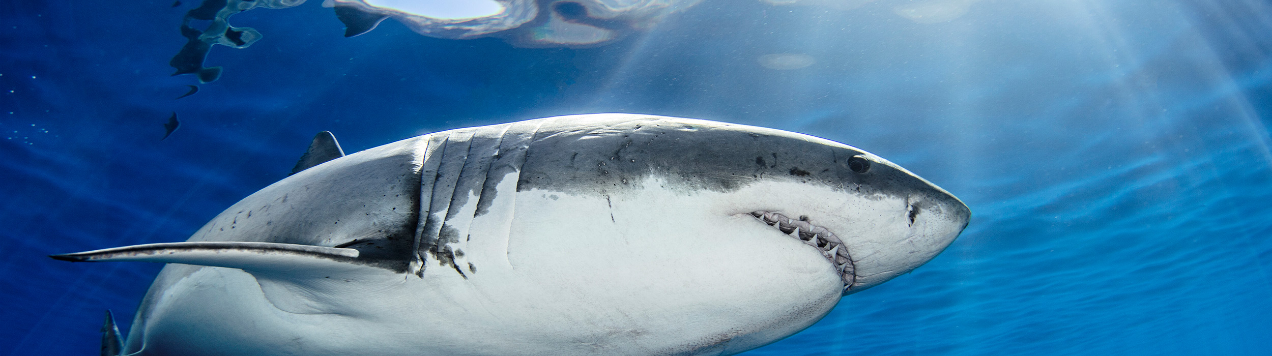 a shark swimming in the water
