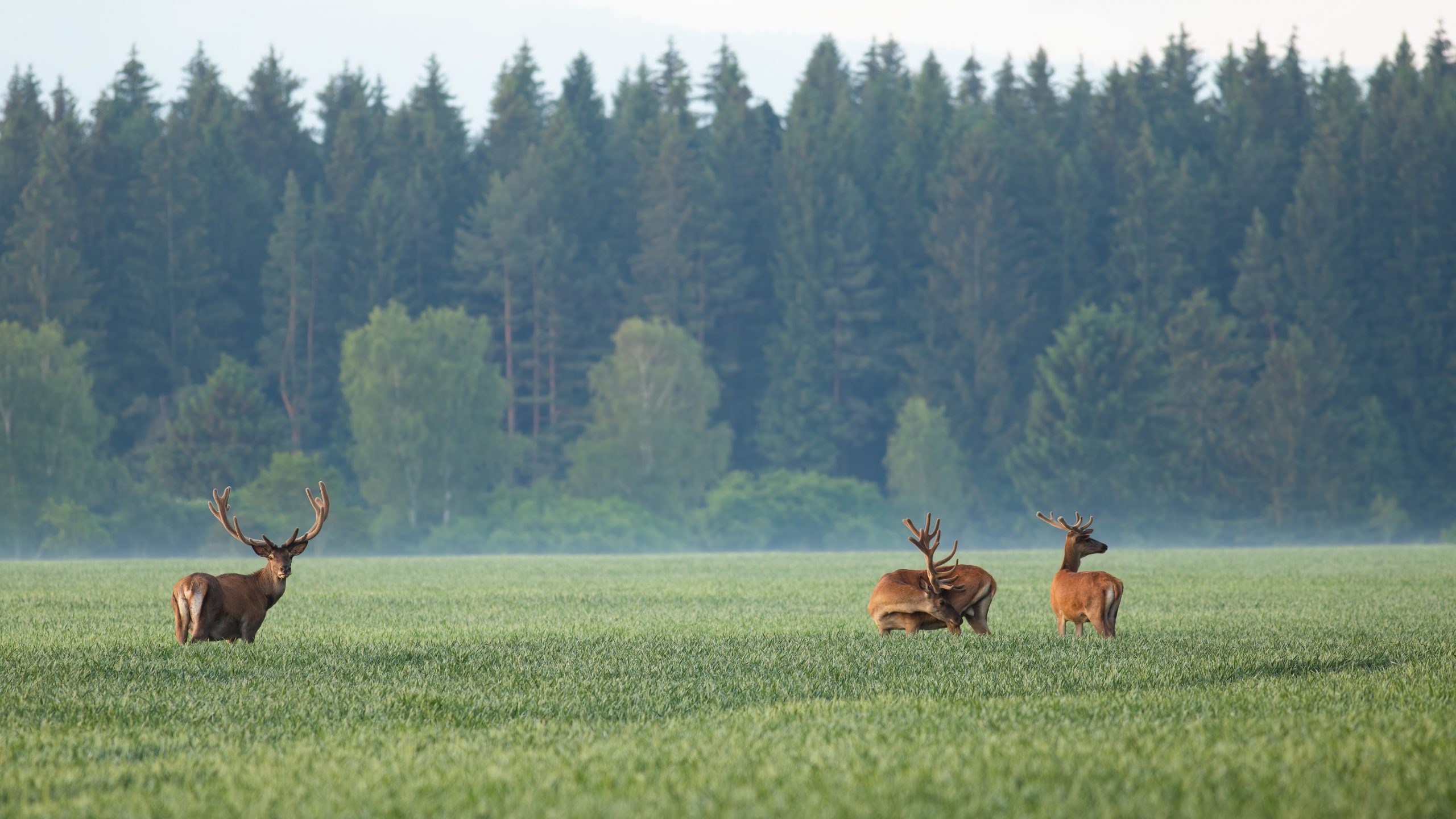 a group of deer in a field