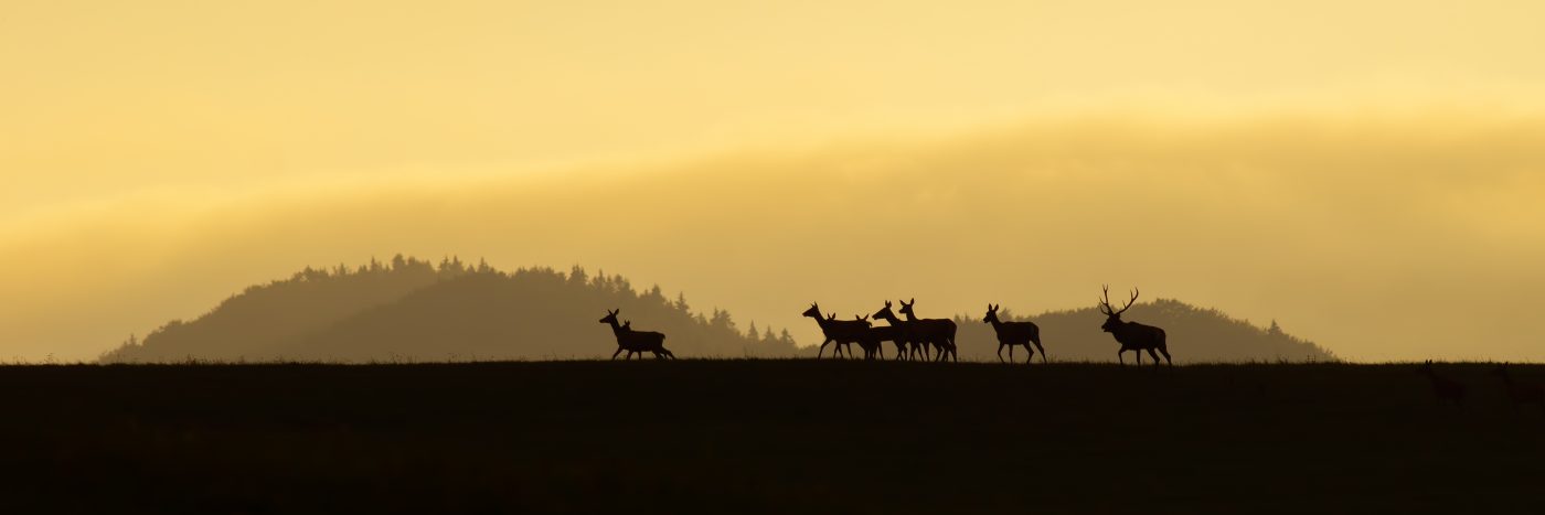 a group of deer walking on a hill